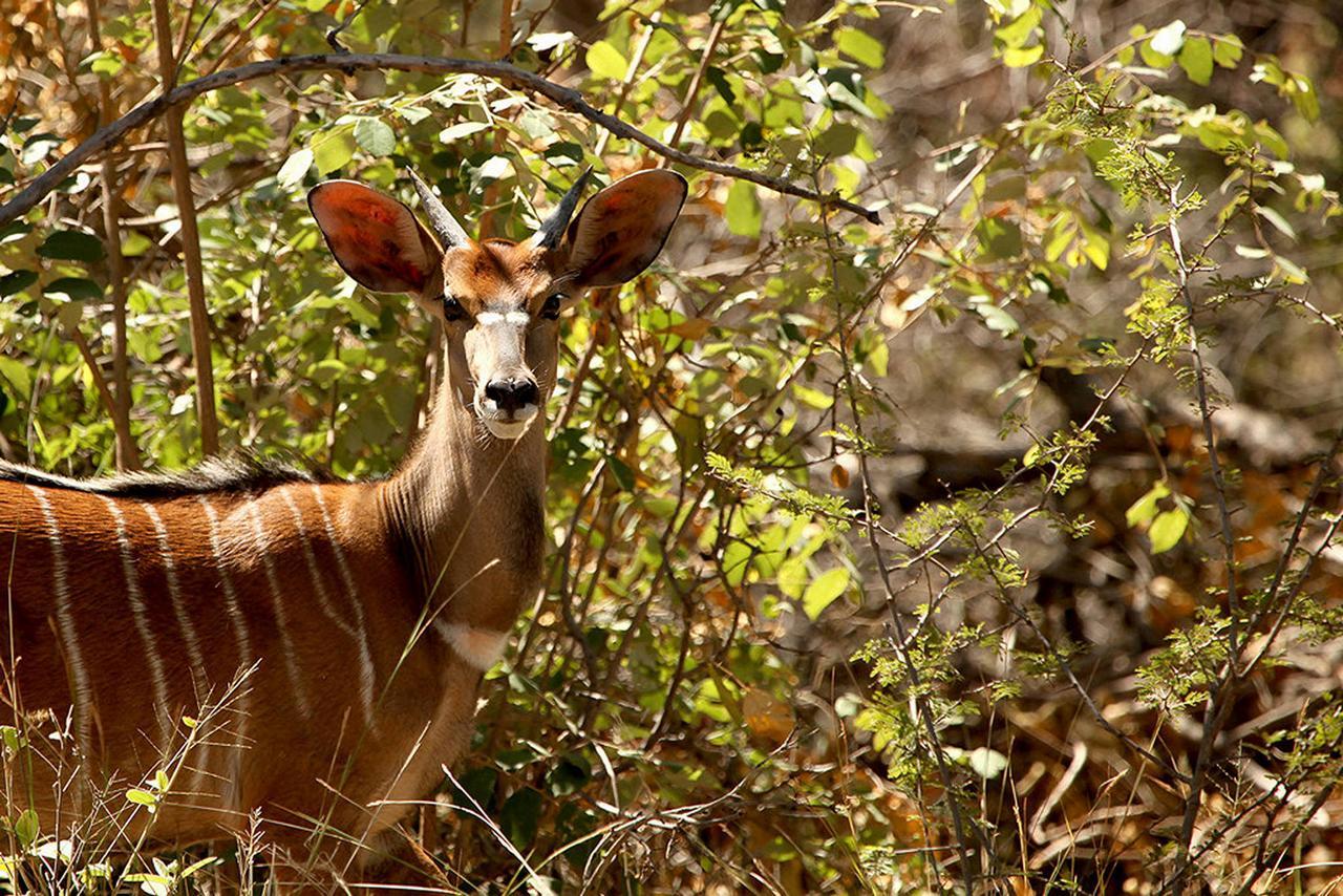 Soul Of Africa Lodge Thabazimbi Luaran gambar